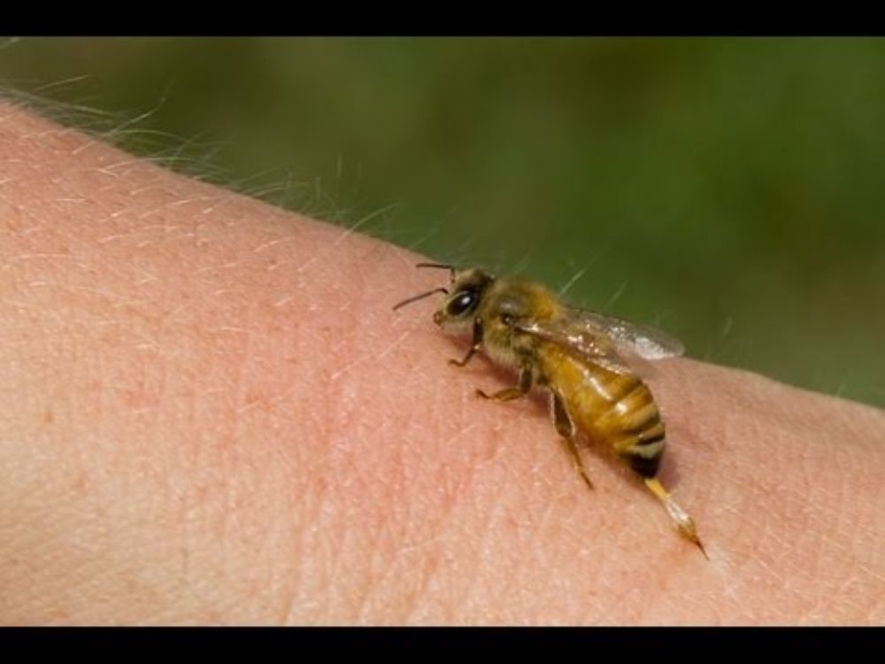 قرص النحل والفوائد العديدة للجسم تعرفوا اليها .