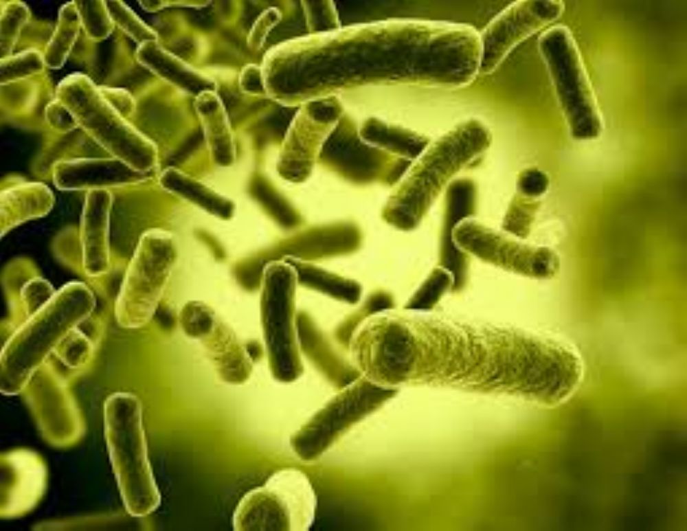 تعرفوا الى فوائد البكتيريا النافعة ,واهميتها لجسم الانسان.