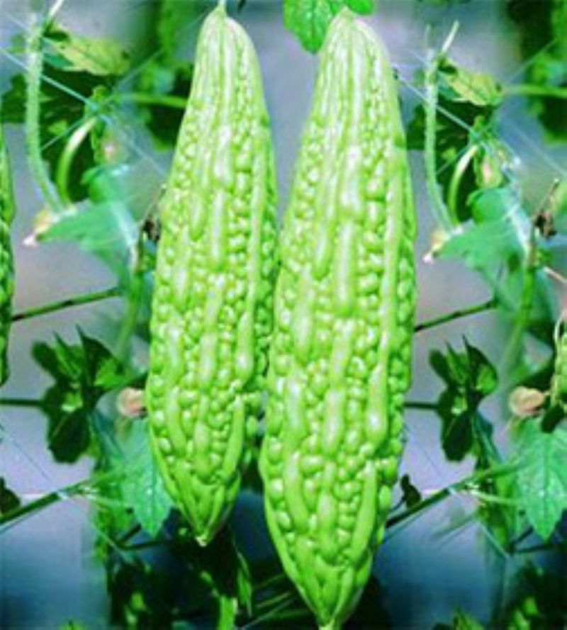 نبات الكريلا ، أو القثاء المرة Bitter Melon فوائد عديده لمرضى السكري والسرطان