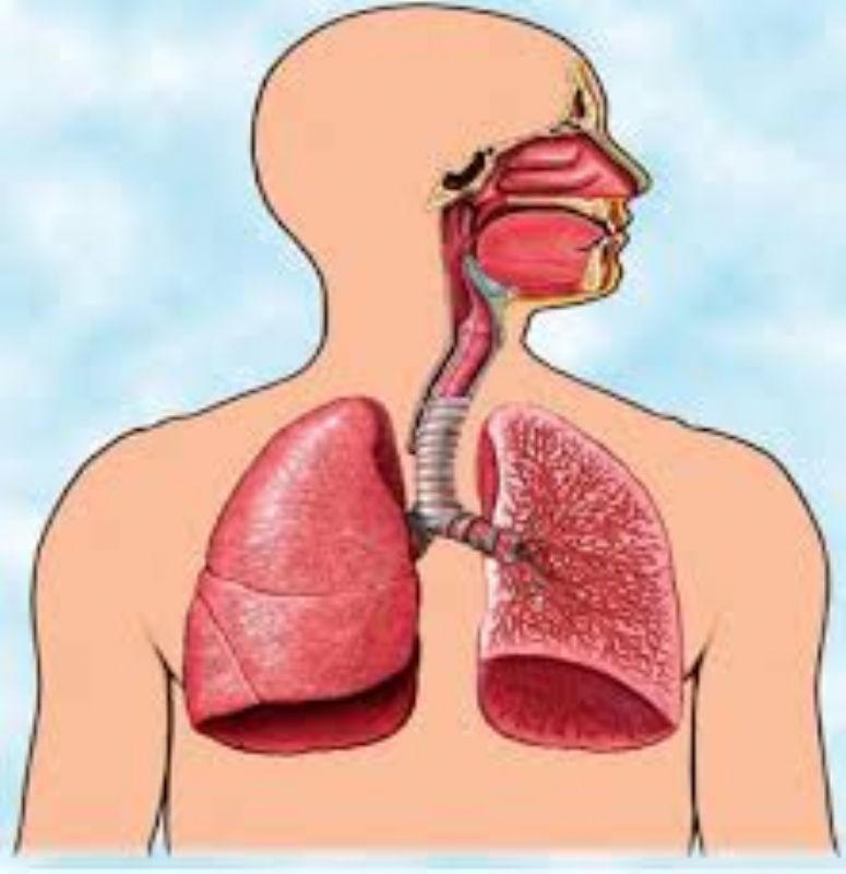 الجهاز التنفسي من اهم اجهزة الجسم تعرفوا الى كيفية المحافظة عليه .