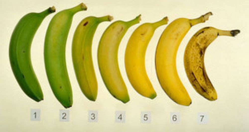 موز,الموز طعام الحكماء وغذاء رائع تعرف الى فوائده الكثيره
