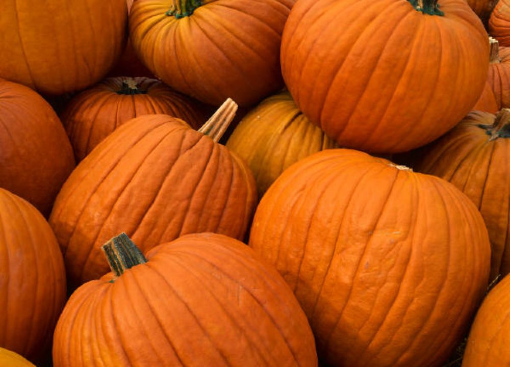 ما هو اليقطين ، يقطين ، القرع ، قرع ، الدباء ، العسلي؟ ولماذا يستخدم؟ Pumpkin