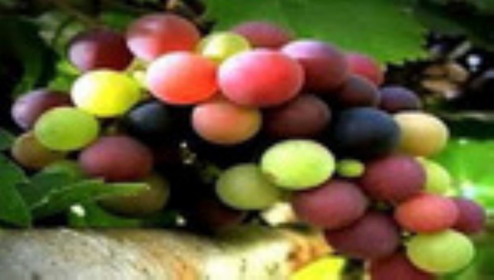 حميه ورجيم عصير العنب لانقاص الوزن بشكل دوري في موسم العنب